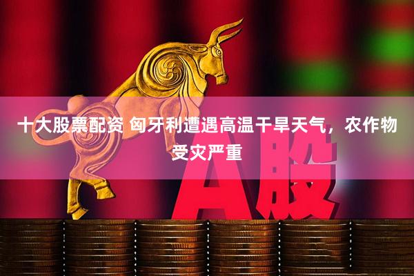十大股票配资 匈牙利遭遇高温干旱天气，农作物受灾严重